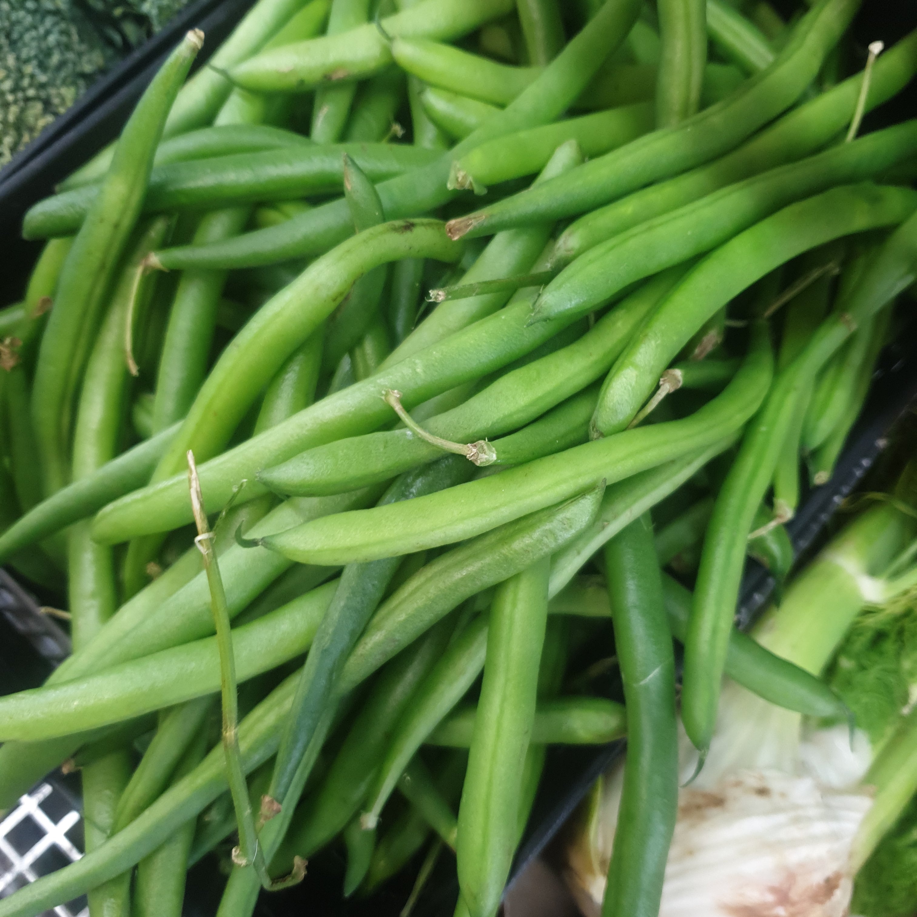 Beans (Organic)
