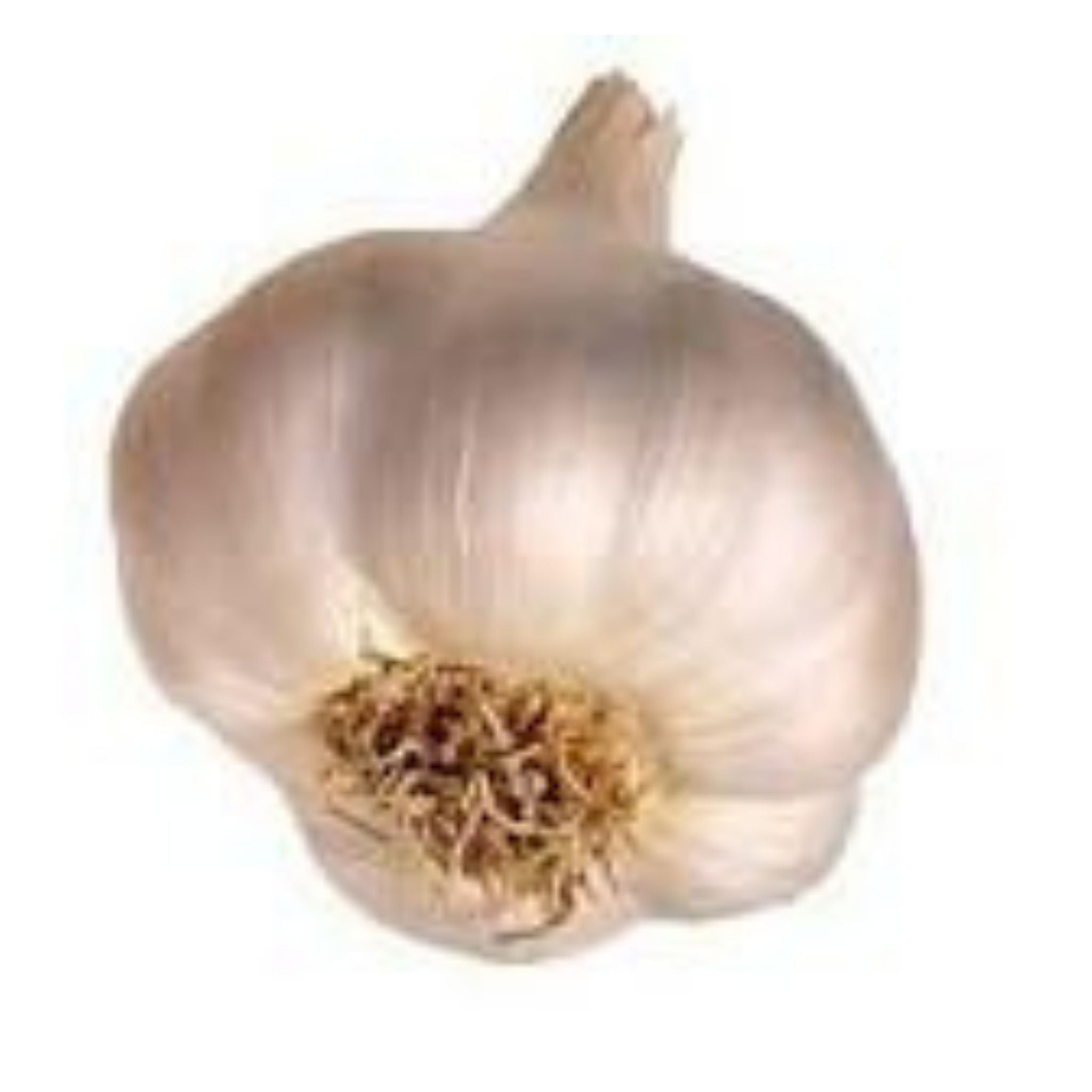 Garlic - Australian - (Organic)